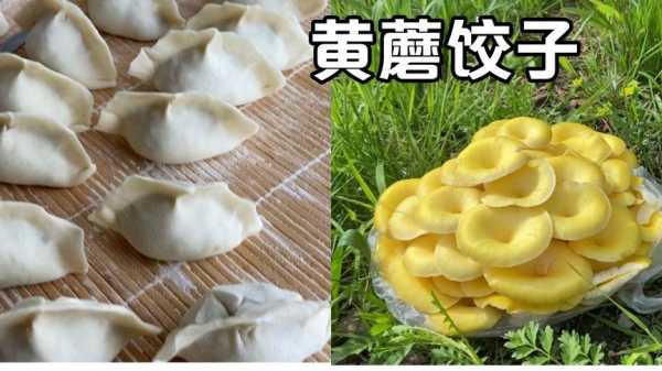 黄蘑水饺子（黄蘑馅儿的饺子怎么和好吃）  第2张